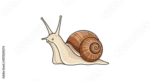 Artistic illustration of a garden snail moving slowly forward with its detailed brown shell on its back and tentacles fully extended on white.
