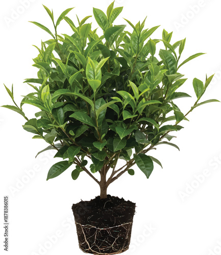 Fast Food Delivery Service Concept Illustration with Courier on Scooter, Mobile App and Tasty Meal Icons