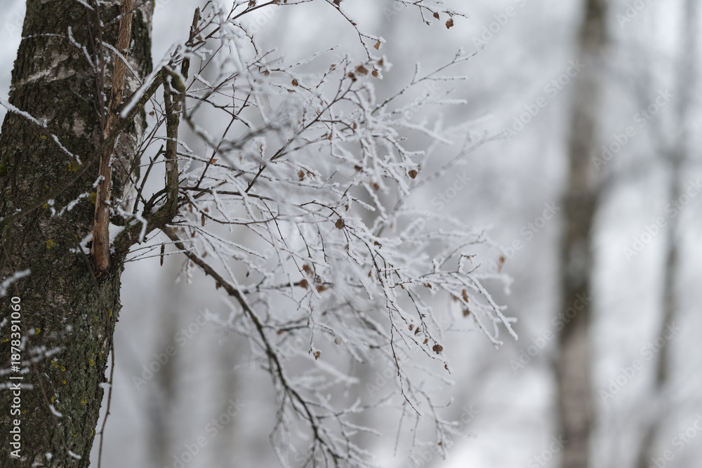 Obraz premium Icecovered tree with rustic charm, Snow and ice adorn rugged tree against winter atmosphere, Frostcovered birch trunk with icy branches expressing cold winter rustic beauty