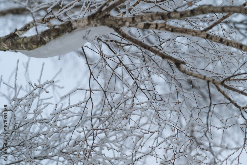 Fototapeta premium Snowladen branches arching overhead with graphic geometry, underside perspective reveals woven structure, cool blue sky peeking through, modern natural abstraction