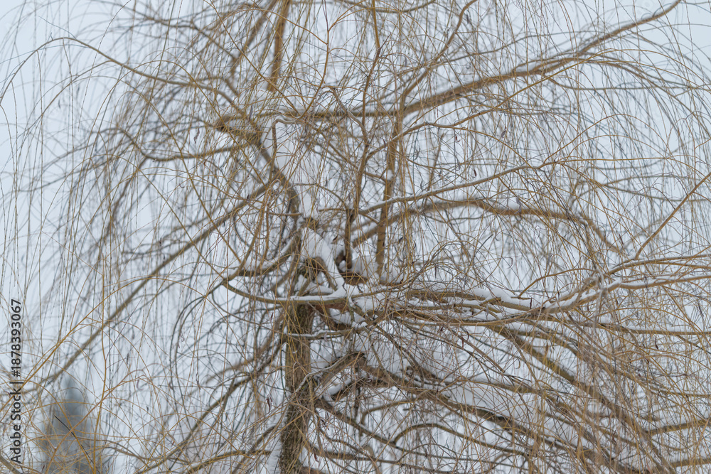 Obraz premium Silent winter scene, Tranquil frosted branches with subtle colors, Calm snowladen twigs under pale winter sky, Peaceful scene of icy branches and gentle winter hues in silence