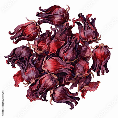 Thai Herbal Roselle Drink Dried Roselle isolated watercolor vector illustration svg