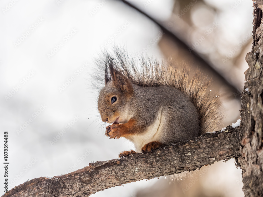Obraz premium The squirrel with nut sits on tree in the winter or late autumn