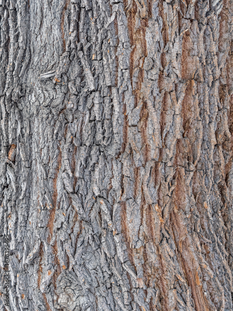 Obraz premium Bark texture and background of a old fir tree trunk. Detailed bark texture. Natural background