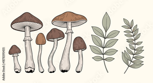 Detailed hand-drawn illustration of various forest mushrooms and leafy branches in a vintage botanical style with earthy tones on background.