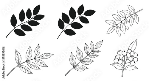 Set of six black and white botanical illustrations featuring various leaf branches and a cluster of round berries, ideal for minimalist designs.