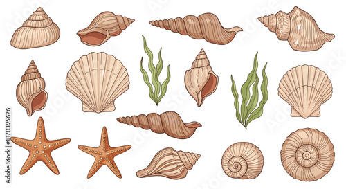 Detailed illustration of various seashells, starfish, and green seaweed elements in soft earthy tones, perfect for ocean-themed design projects.