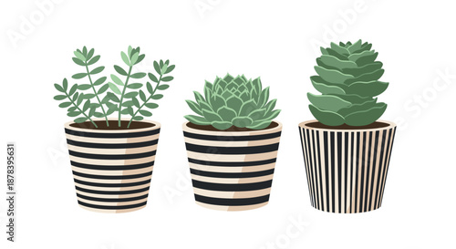 Illustration of three different types of green succulent plants growing in stylish black and white striped pots, isolated on a white background.