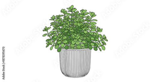 Illustration of a lush green indoor plant with many small rounded leaves, growing in a textured white ceramic pot with vertical line details.