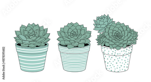 Illustration of three different succulent plants in decorative pots with various patterns like stripes and dots, shown in soft green tones.