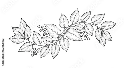 S-shaped botanical branch illustration featuring detailed leaves and clusters of small berries in a graceful line art drawing.