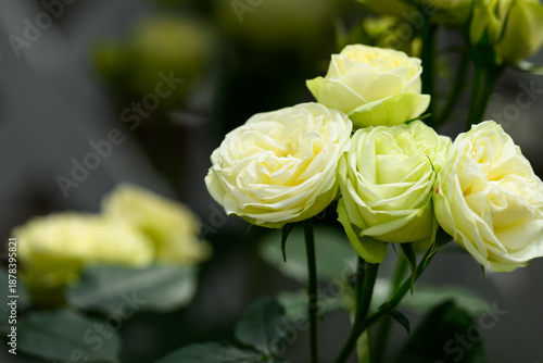 Canvastavla バラの花　クローズアップ素材
「楽園から届いた色彩。ライムグリーンが溶け合う、神秘的なクリーミーホワイト」
クリーミーエデン
Rose Close-up
A color from paradise