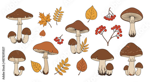 Large collection of various brown mushrooms, autumn leaves, and red berry clusters on a white background.