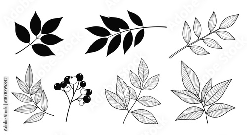 Collection of various botanical illustrations including leaf clusters and berry branches in line art and black silhouettes.