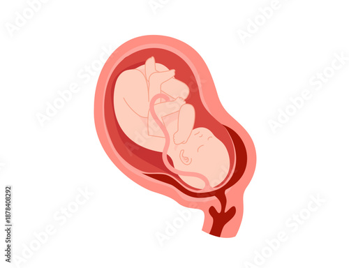 Human Fetus in Womb Medical Illustration Vector
