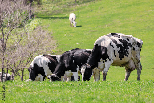 北海道共和町、丘陵で放牧されている乳牛【5月】