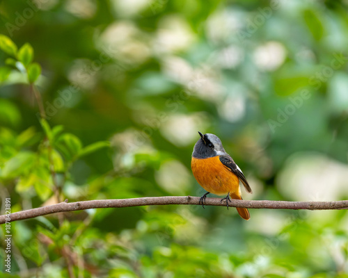 枝に止まる野鳥