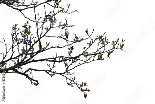 A stark silhouette of alder tree branches isolated on white