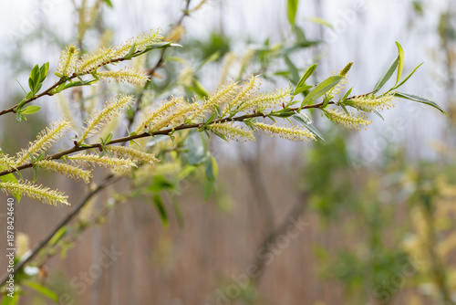 Salix triandra in bloom. A delicate close-up of a leafy branch with pale yellow catkins