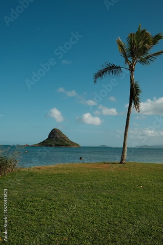 palm trees on the beach