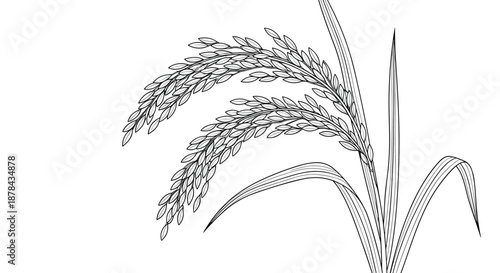 Detailed black and white line art illustration of ripe rice stalks with many grains growing on a plain white background.
