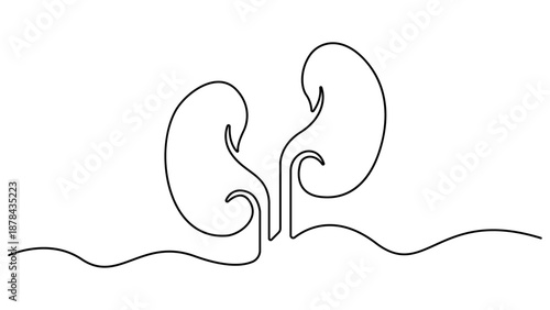 Human kidney continuous one line drawing and minimalist style isolated. Human Kidney Icon Continuous One Line Minimalist Art Outline Vector Illustration. Editable stroke 