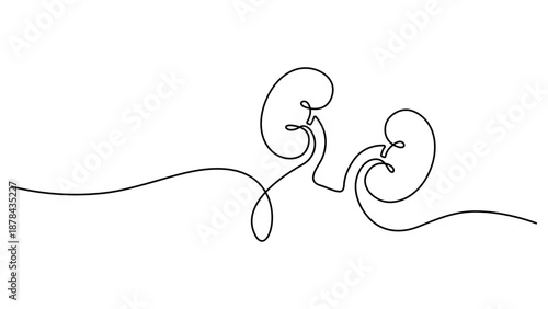 Human kidney continuous one line drawing and minimalist style isolated. Human Kidney Icon Continuous One Line Minimalist Art Outline Vector Illustration. Editable stroke 