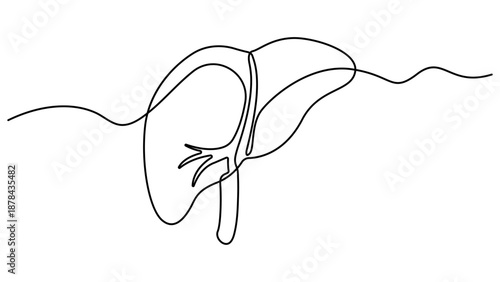 Human liver anatomy outline continuous one line drawing minimalist medical organ vector illustration. Liver anatomy human organ concept isolate. Editable stroke 