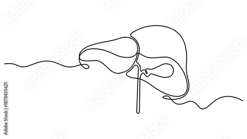 Human liver anatomy outline continuous one line drawing minimalist medical organ vector illustration. Liver anatomy human organ concept isolate. Editable stroke 