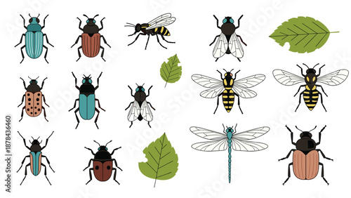 Detailed collection of various insects including beetles bees flies and a dragonfly alongside several green leaves for nature study or design.