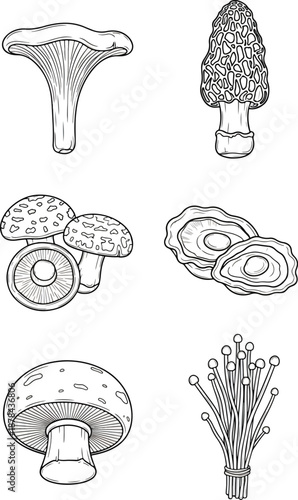 Mushroom varieties hand drawn line art illustration set