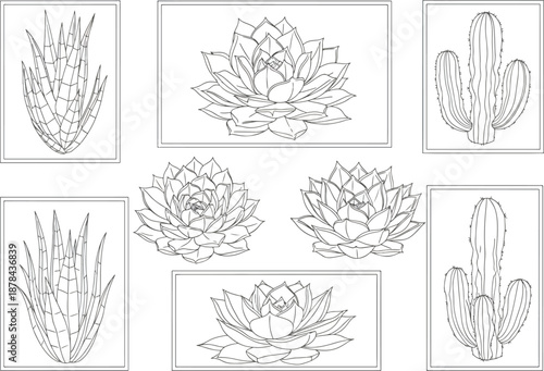 Hand Drawn Succulent and Cactus Line Art Collection Botanical Illustrations