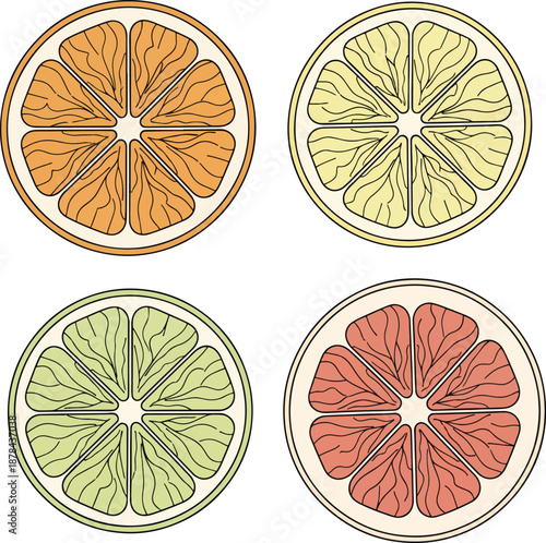 Vintage hand drawn citrus fruit slices vector set