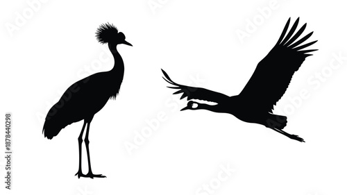 Two crowned cranes in dynamic poses a stunning black silhouette