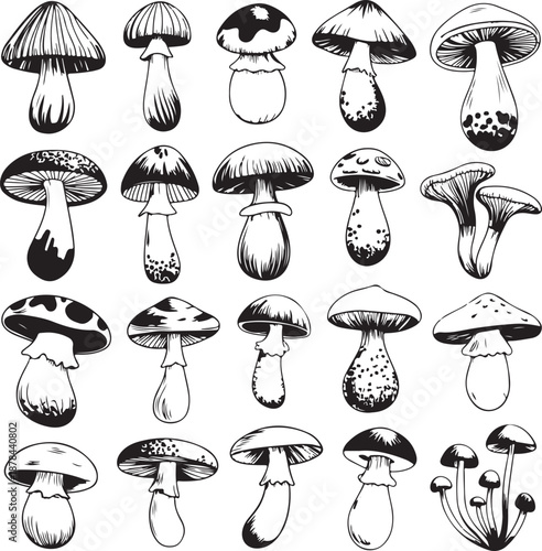 black and white illustration of various mushroom types