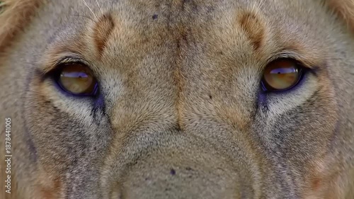 Lions captivating stare closeup.