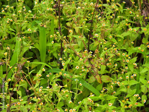 雨上がりの夏の朝の野原に咲くハキダメギク