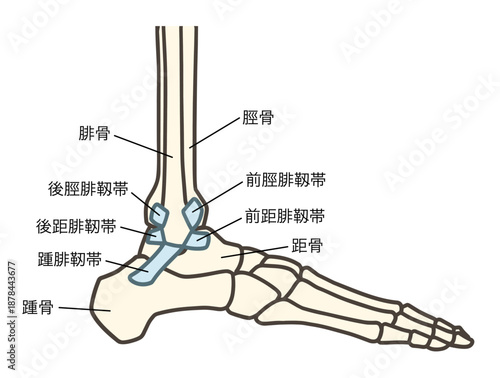 足の外側の骨、足関節と靱帯（前距腓靱帯、踵腓靱帯、後距腓靱帯）