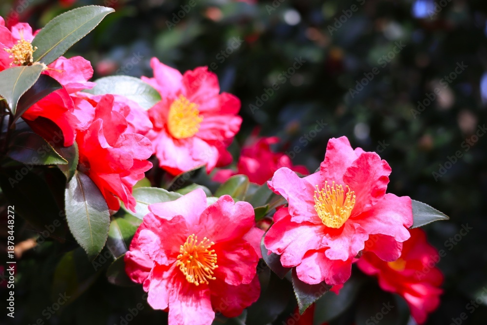 Obraz premium 山茶花