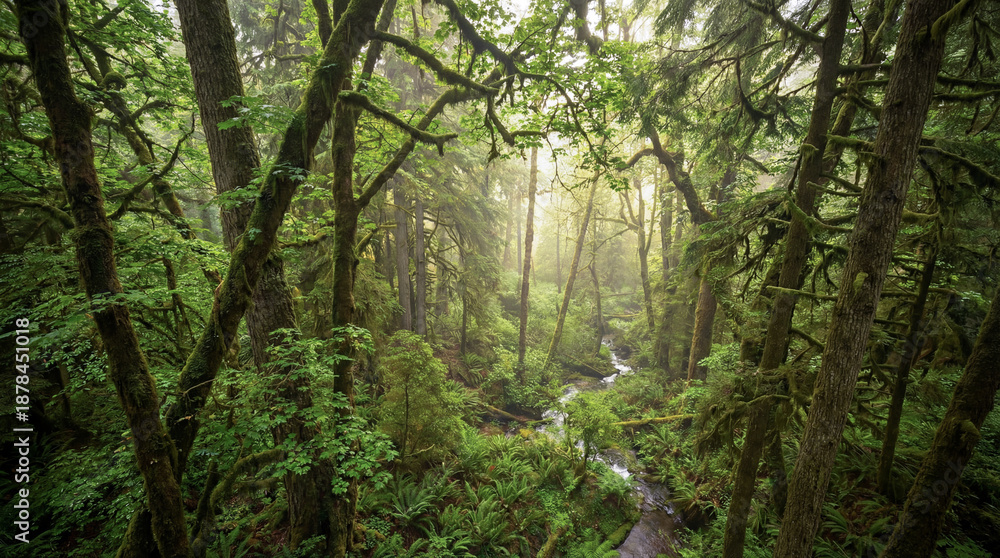 Fototapeta premium Lush, dense, and misty temperate rainforest with a small stream winding through mosscovered trees and vibrant green foliage