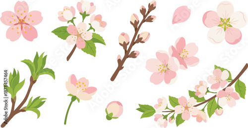 Delicate fruit blossom orchard botanical elements flat vector pack with cherry blossom five-petal flower branch clusters closed buds floating petal apple blossom stamen leaf shoots flowering bough