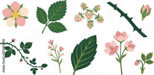 Spring berry bramble botanical elements flat vector pack with strawberry blossom serrated berry leaf unripe berries thorny stem leaf bud trailing bramble vine wildflower sprig veined leaf