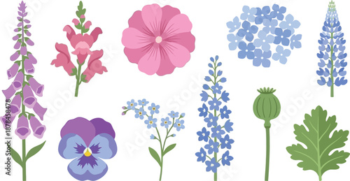 Traditional cottage garden botanical illustrations flat vector pack with foxglove spire snapdragon hollyhock hydrangea cluster lupine spike pansy flower forget-me-nots delphinium stem poppy seed pod