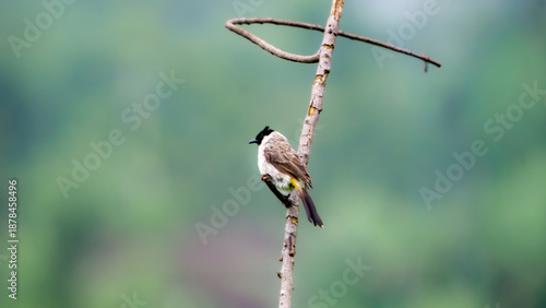 Sooty-headed bulbul (Pycnonotus aurigaster, Golden vented Bulbul, White eared Bulbul, Yellow vented, Red vented, Black capped). It is found in south-eastern Asia.