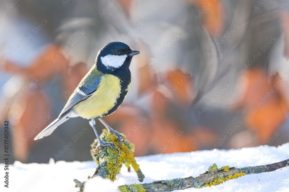 Fototapeta premium A great tit sits on a branch covered with yellow lichen. Winter scene with a great tit. Parus major. 