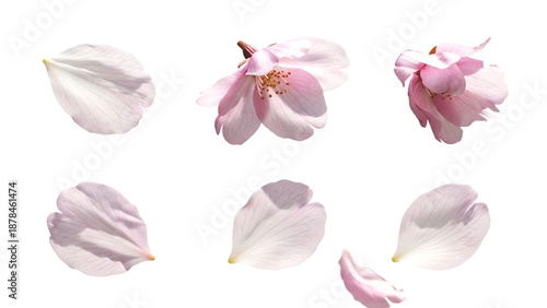 桜の花びらのパーツセット、透過背景素材