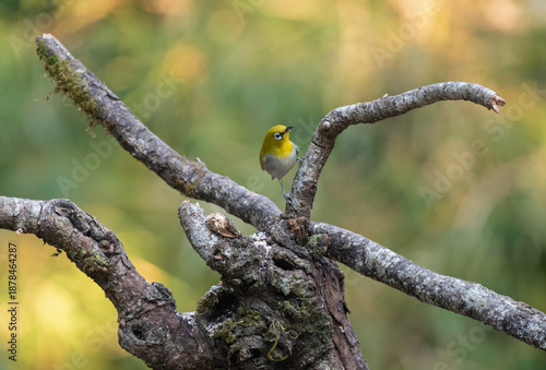 Indian white-eye bird perched on a branch with use of selective focus