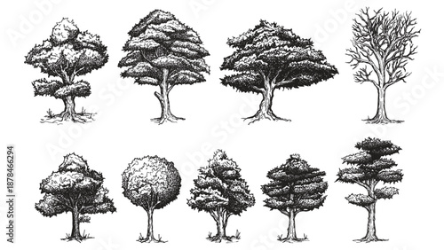 Various deciduous trees and bare tree silhouette isolated on white background hand drawn sketches