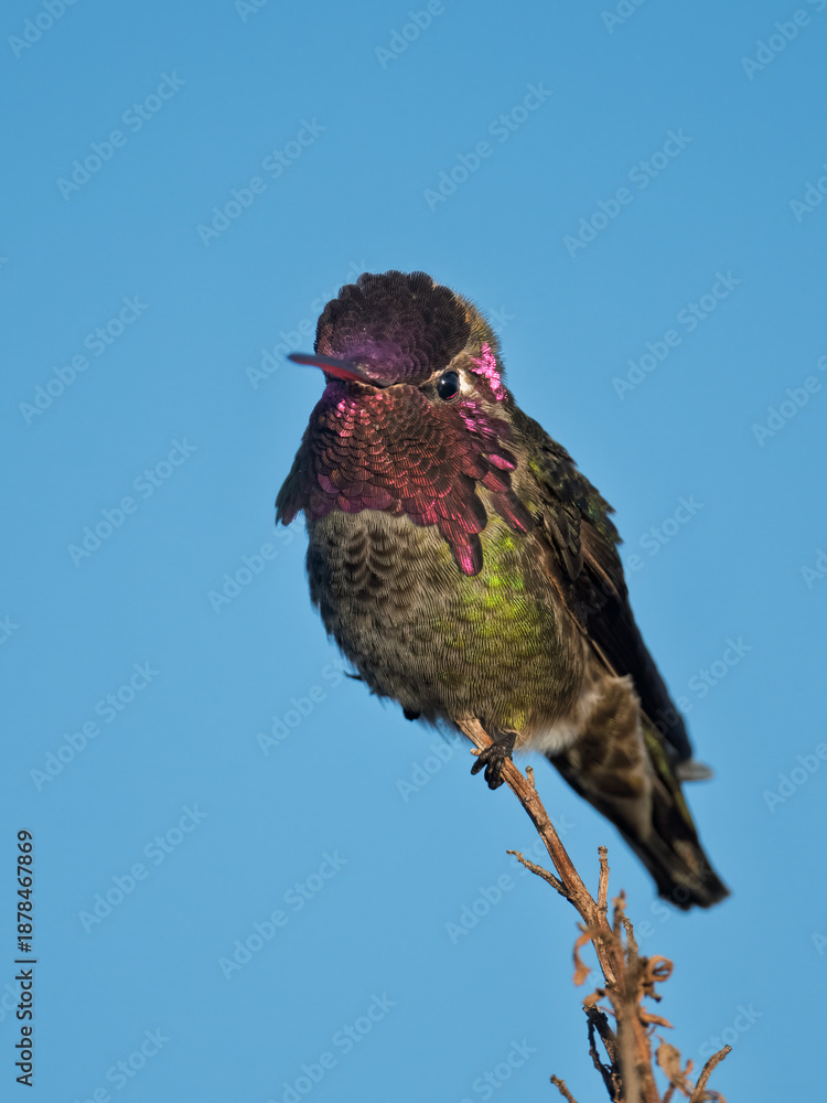 Fototapeta premium Male Anna’s Hummingbird Perched on Branch Against Clear Blue Sky