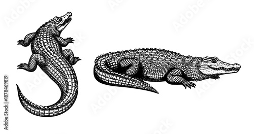 Crocodile engraving illustration for luxury leather branding